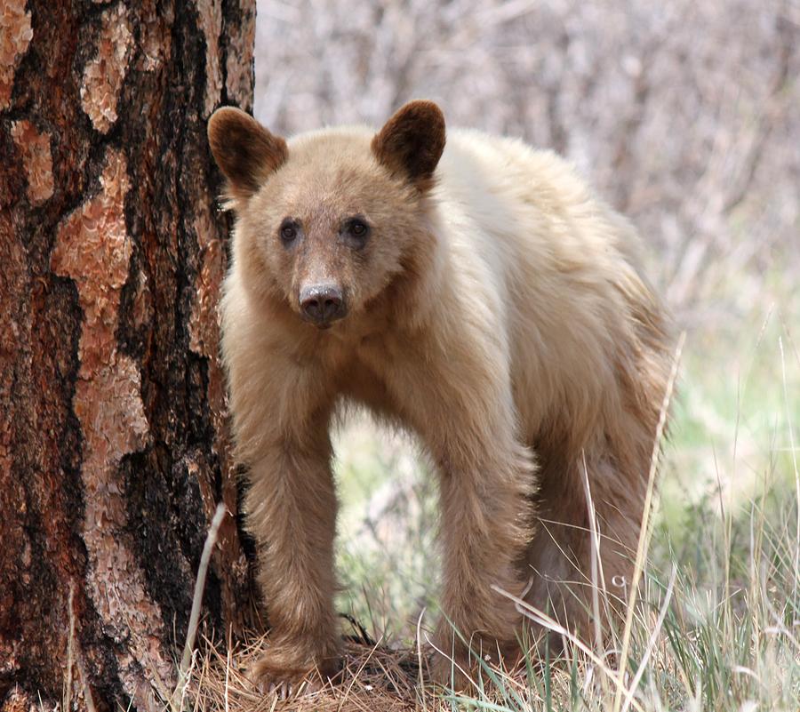 blonde build a bear