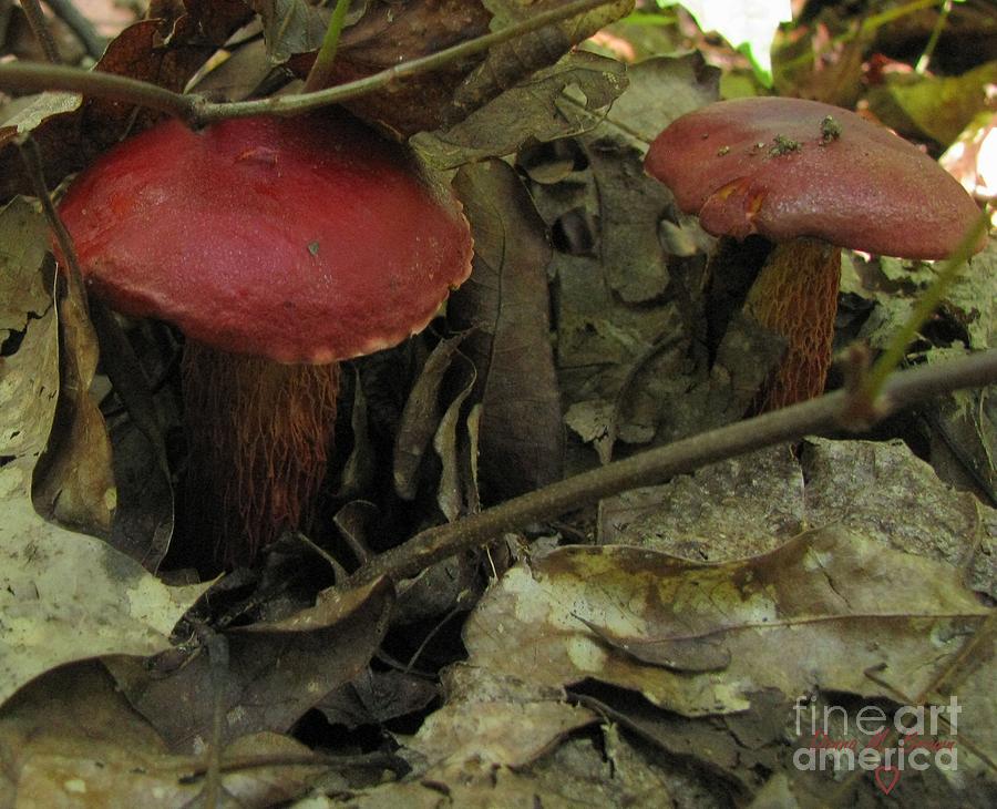 Blood Red Russula Photograph by Donna Brown