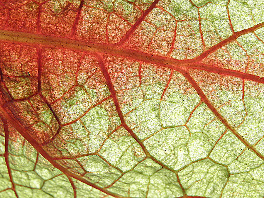 Blood Vein Leaf Photograph by Kim Galluzzo Wozniak