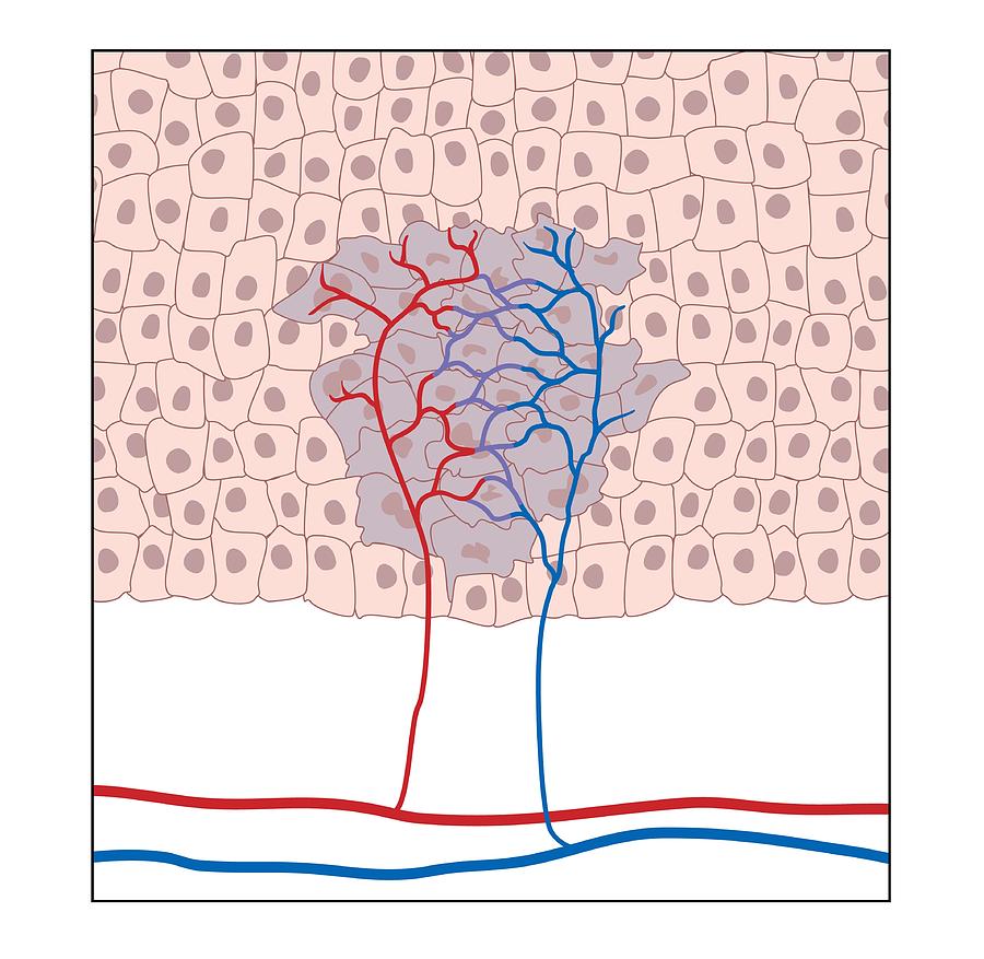 Blood Vessel Formation, Artwork by Peter Gardiner