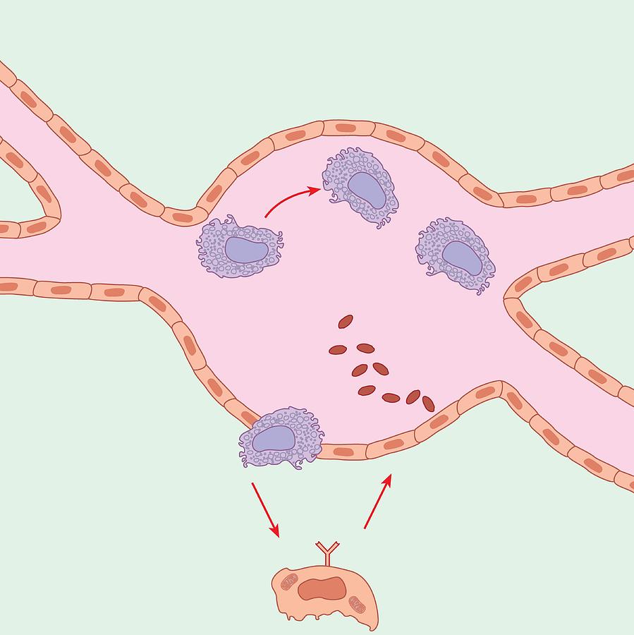 Blood Vessel Repair, Artwork by Peter Gardiner