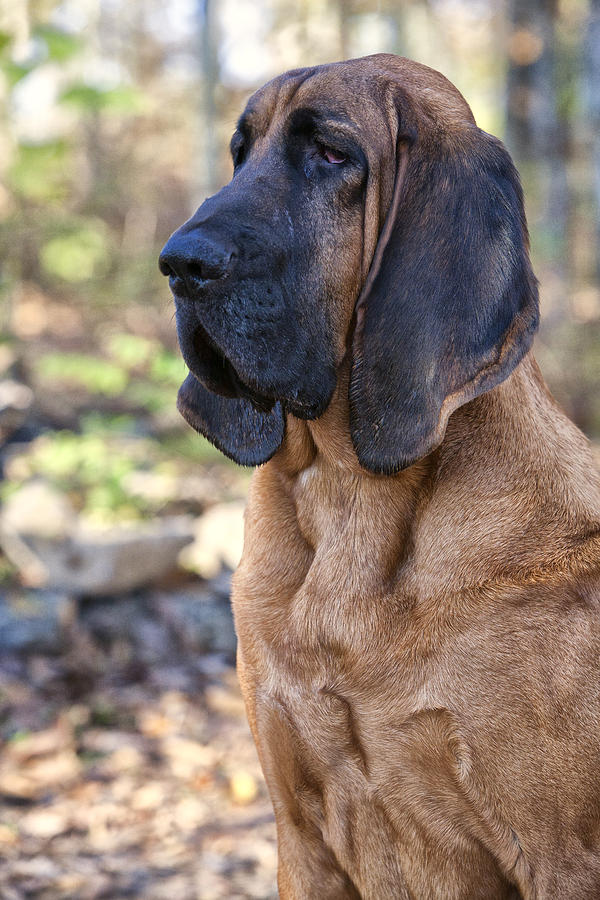 Dog Photograph - Bloodhound by Joseph Cosenza