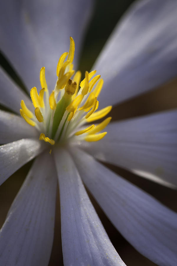 Bloodroot in Sunbeam Photograph by Rob Travis