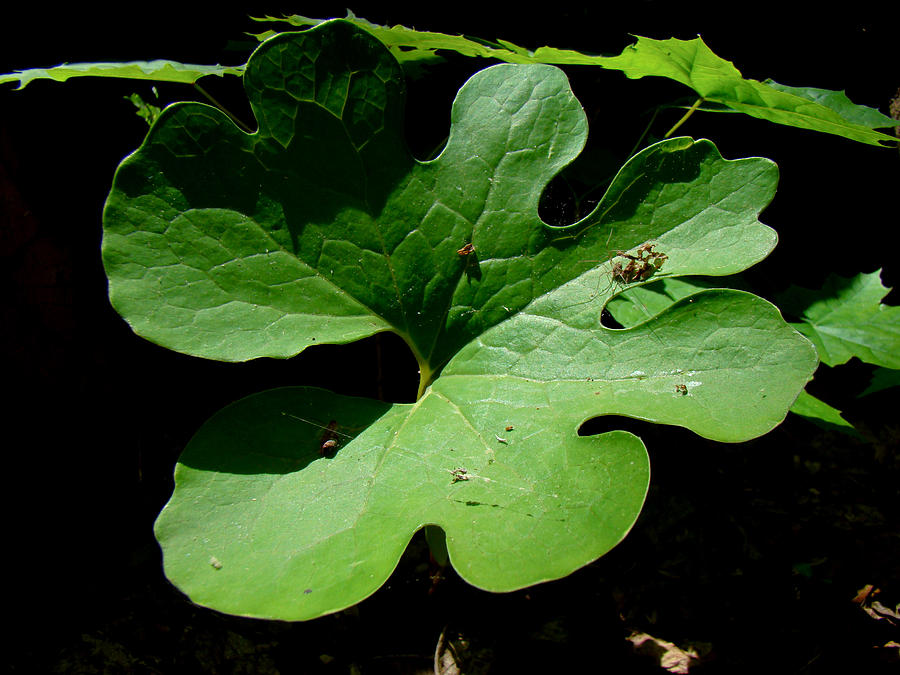 Bloodroot Leaf - Sanguinaria canadensis Photograph by Carol Senske