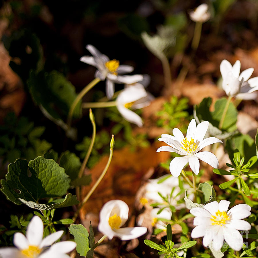 Bloodroot and Spring in the Woodland Photograph by Lee Craig