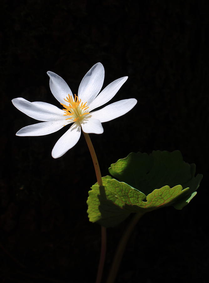 Bloodroot Shadow Photograph