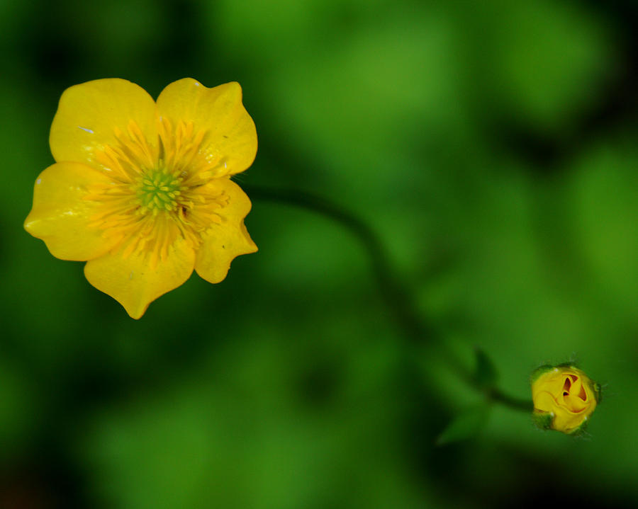 Bloom and Bud Photograph by Craig Pifer - Fine Art America