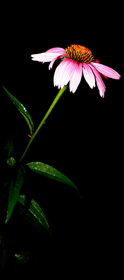Bloom At Night Photograph by Kim Galluzzo Wozniak