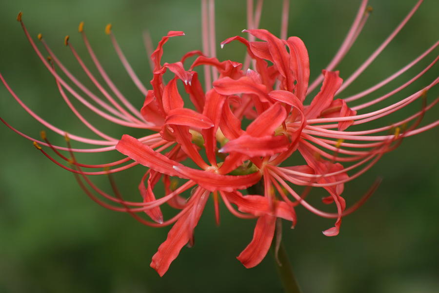 Bloom Photograph by Kelly Muller - Fine Art America