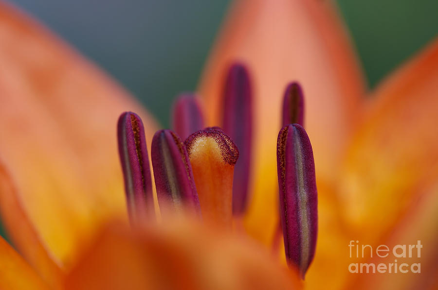 Lily Photograph - Bloom Of Lily by Michal Boubin