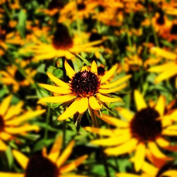 Summer Photograph - Bloom On, Ladies!!! #flower  #flowers by Molly Slater Jones
