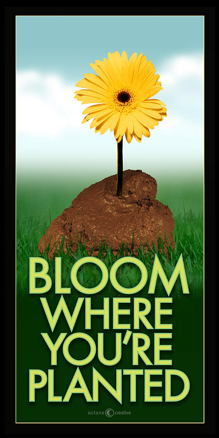 Bloom Where You Are Planted Poster Photograph by Tim Nyberg