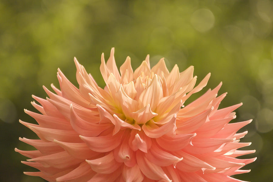 Flower Photograph - Bloomin Dahlia by Trish Tritz