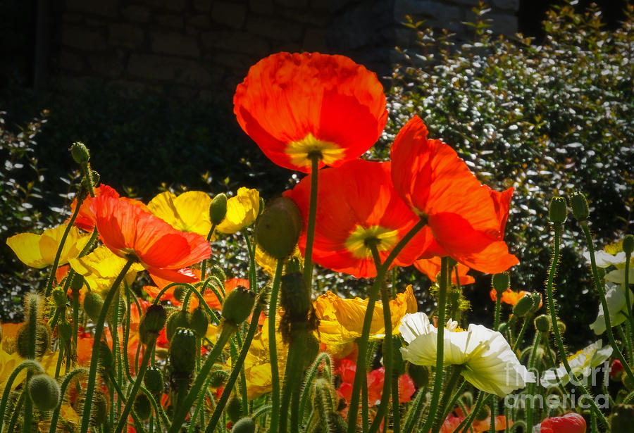 Bloomin Poppies Photograph by Fred Lassmann