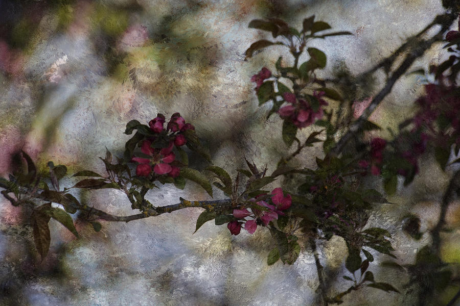 Spring Photograph - Blooming Branches by Bonnie Bruno