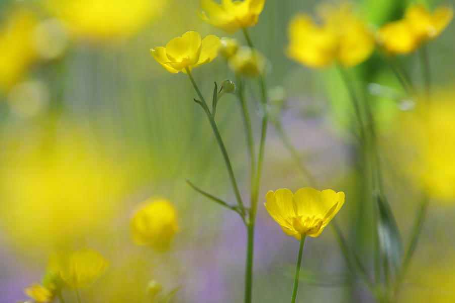 Blooming buttercup flowers Photograph by Ulrich Kunst And Bettina Scheidulin