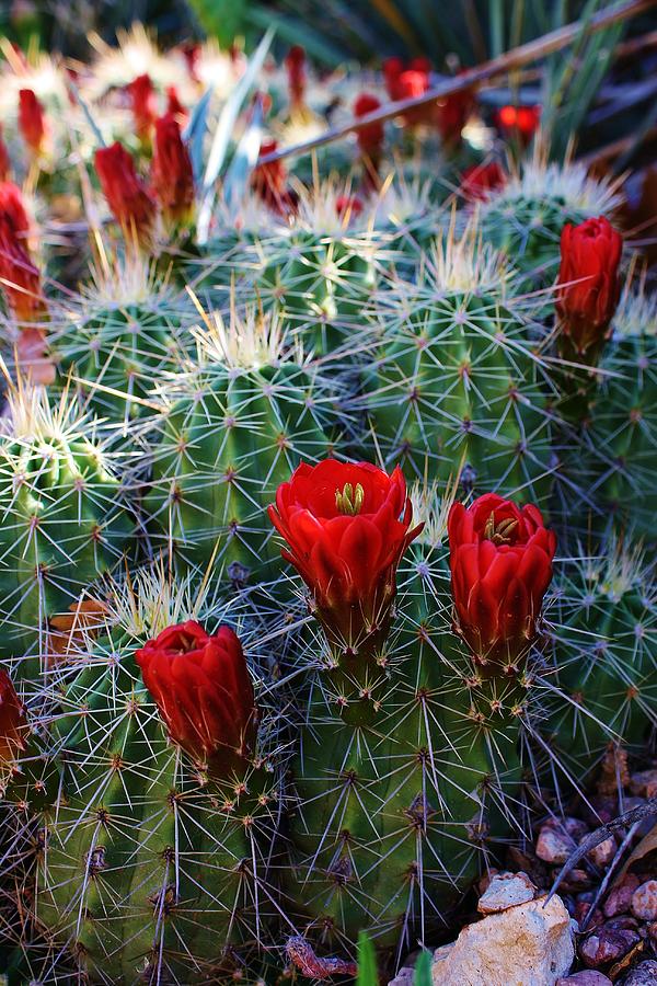 Blooming Cactus Photograph by Bruce Bley