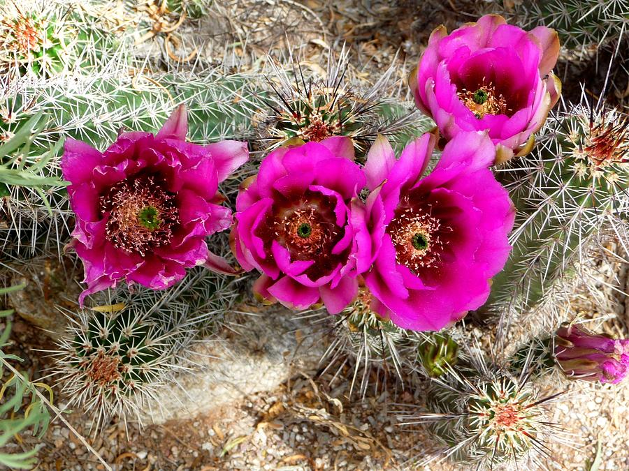 Blooming Cactus Photograph by Jo Sheehan