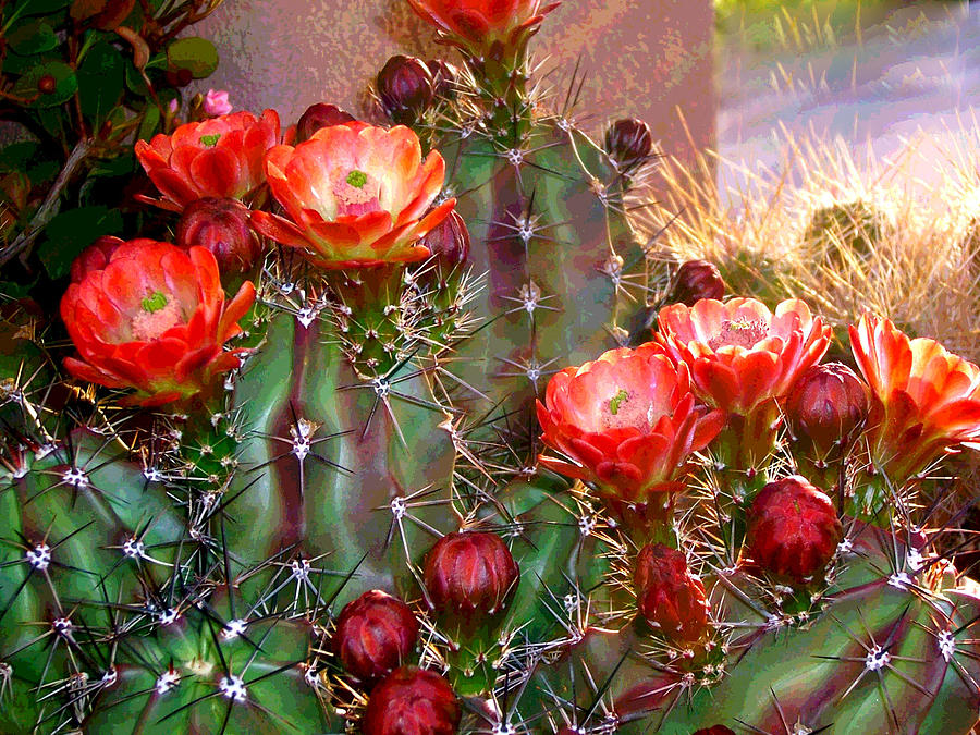 Blooming Cactus Party Photograph by Patricia Haynes
