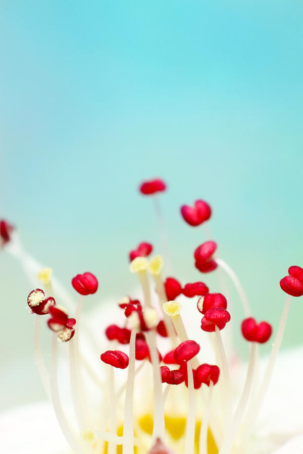 Candy Photograph - Blooming Candy Red by Sharon Johnstone