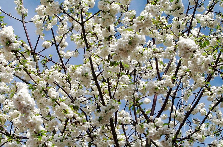 Blooming Cherry Tree Photograph by Amalia Suruceanu