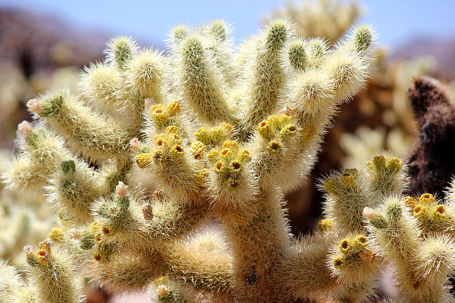 Joshua Tree National Park Photograph - Blooming Cholla by Leigh Meredith