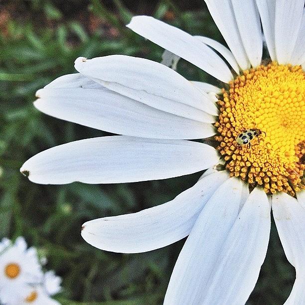 Daisies Photograph - Blooming #daisies From Mommas Backyard by Karen O