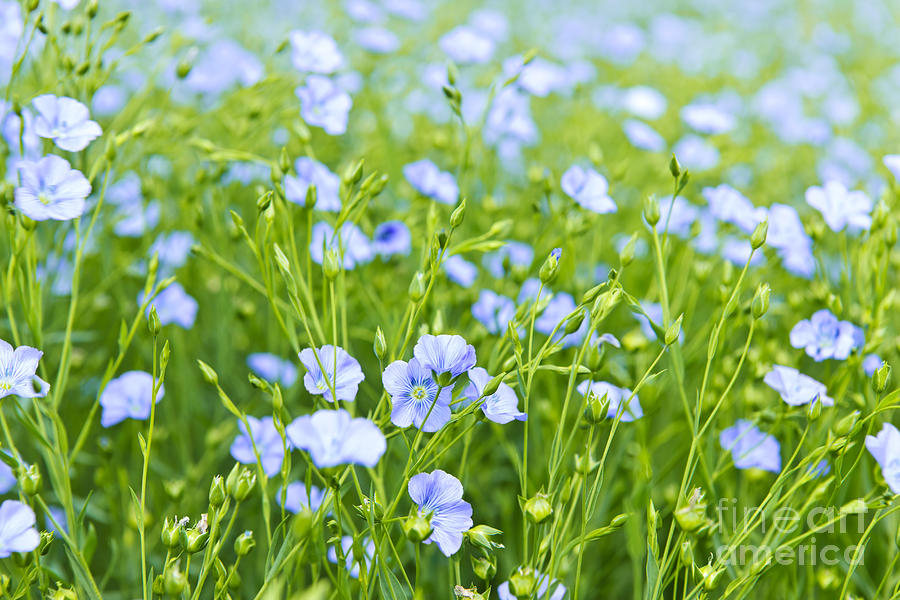 Blooming flax Photograph by Elena Elisseeva