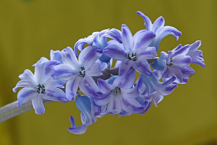 Blooming Hyacinths Photograph by Juergen Roth
