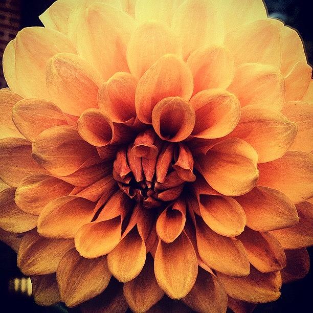 Blooming #iphoneography Photograph by Michael Loughran