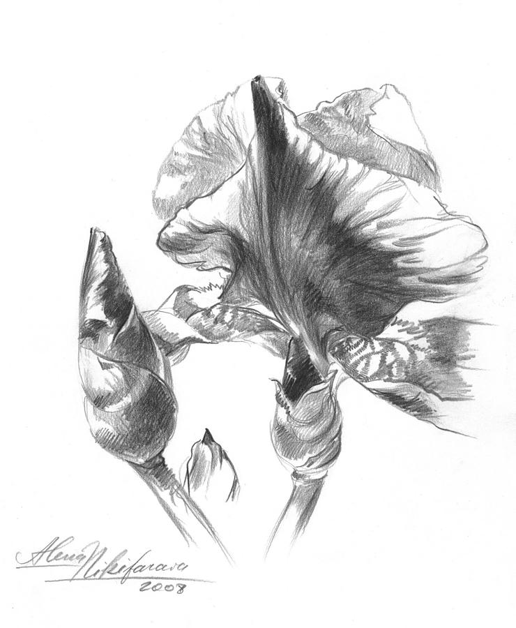 Iris Drawing - Blooming Iris  by Alena Nikifarava