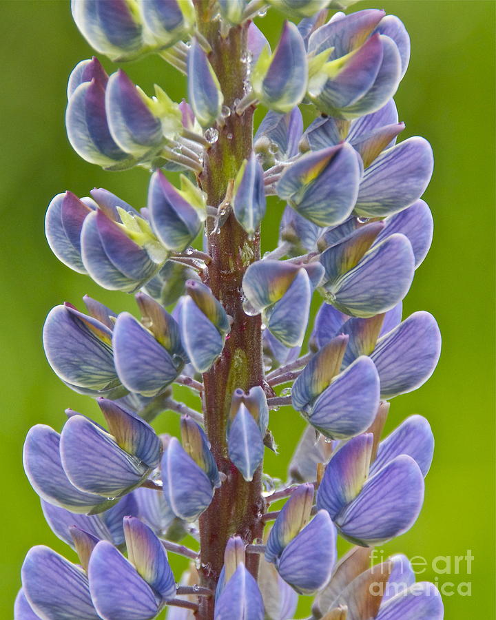 Blooming Lupine Photograph by Sean Griffin
