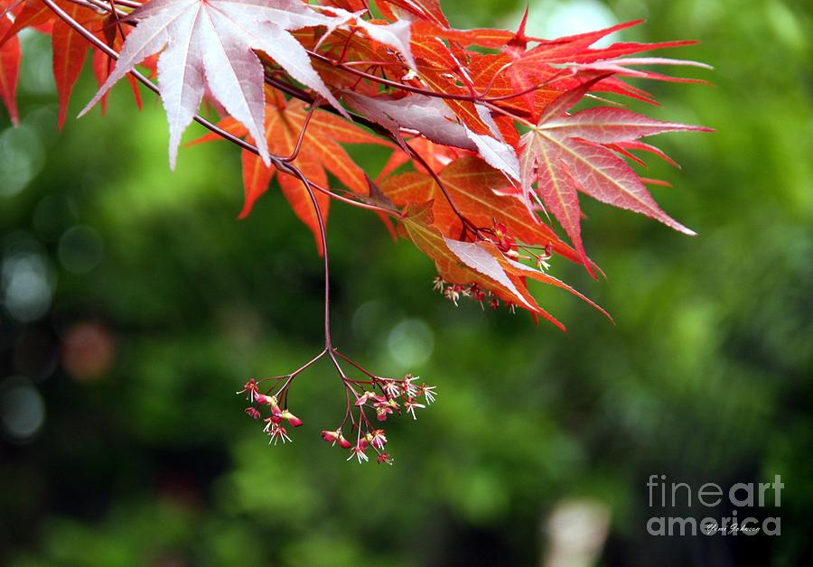 Blooming Maple  Photograph by Yumi Johnson