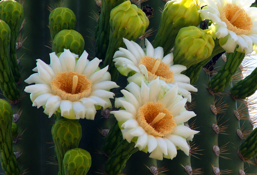 Blooming Saguaro Photograph by Dina Calvarese