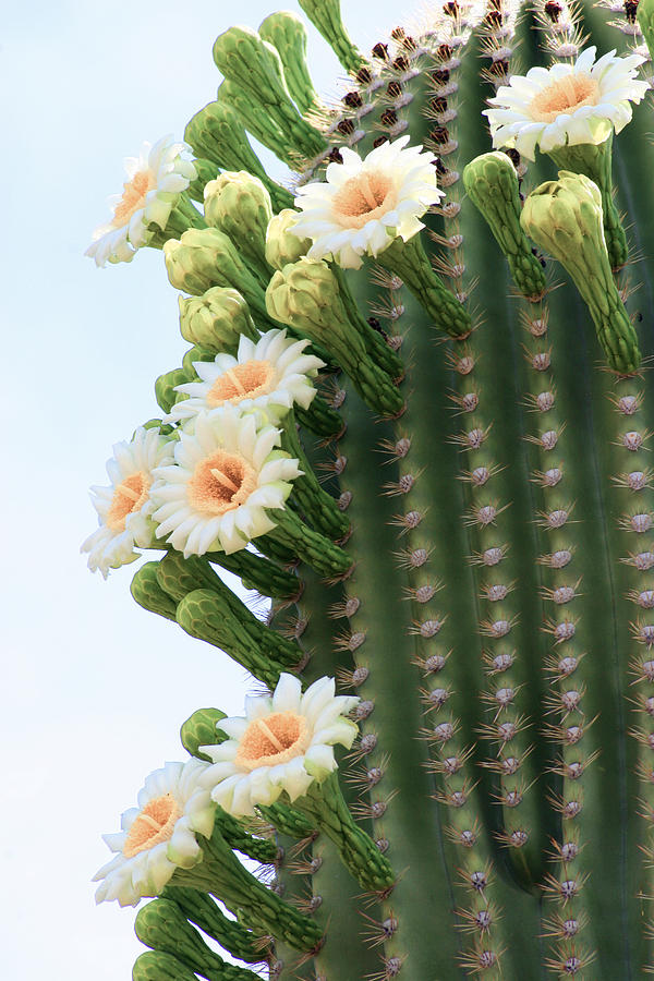Blooming Saguaro Too Photograph by Dina Calvarese