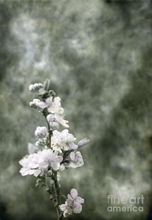 Blooming Sloe Tree Photograph by Ang El