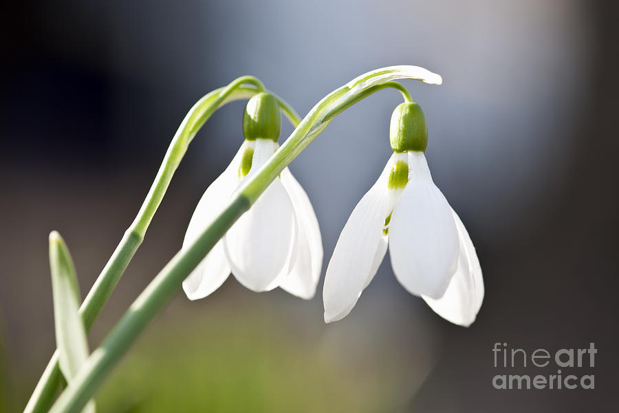 Blooming snowdrops 2 Photograph by Elena Elisseeva