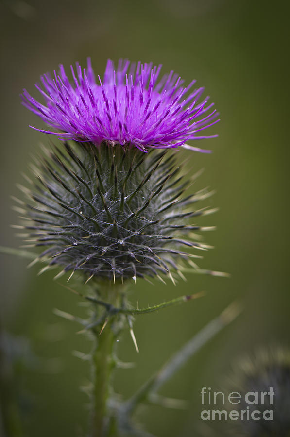 Blooming Thistle Photograph by Clare Bambers