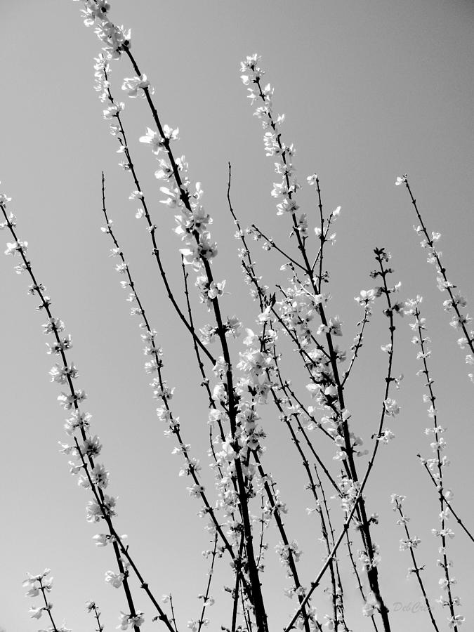 Blooming Twigs Photograph by Deborah  Crew-Johnson