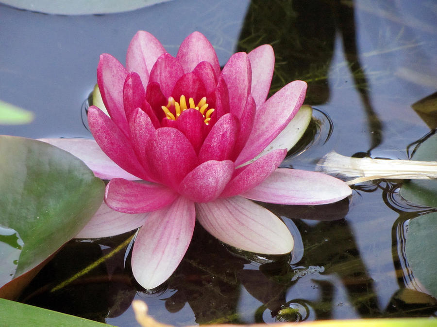 Blooming Water Lily Photograph by Bob Dashman - Fine Art America