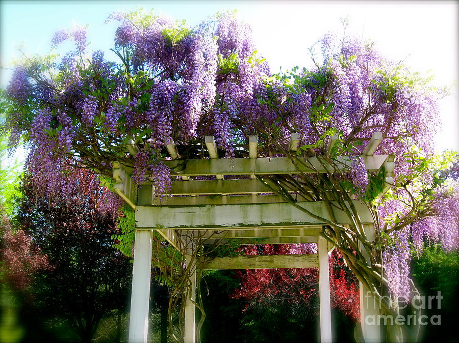 Blooming Wisteria  Photograph by Nancy Patterson