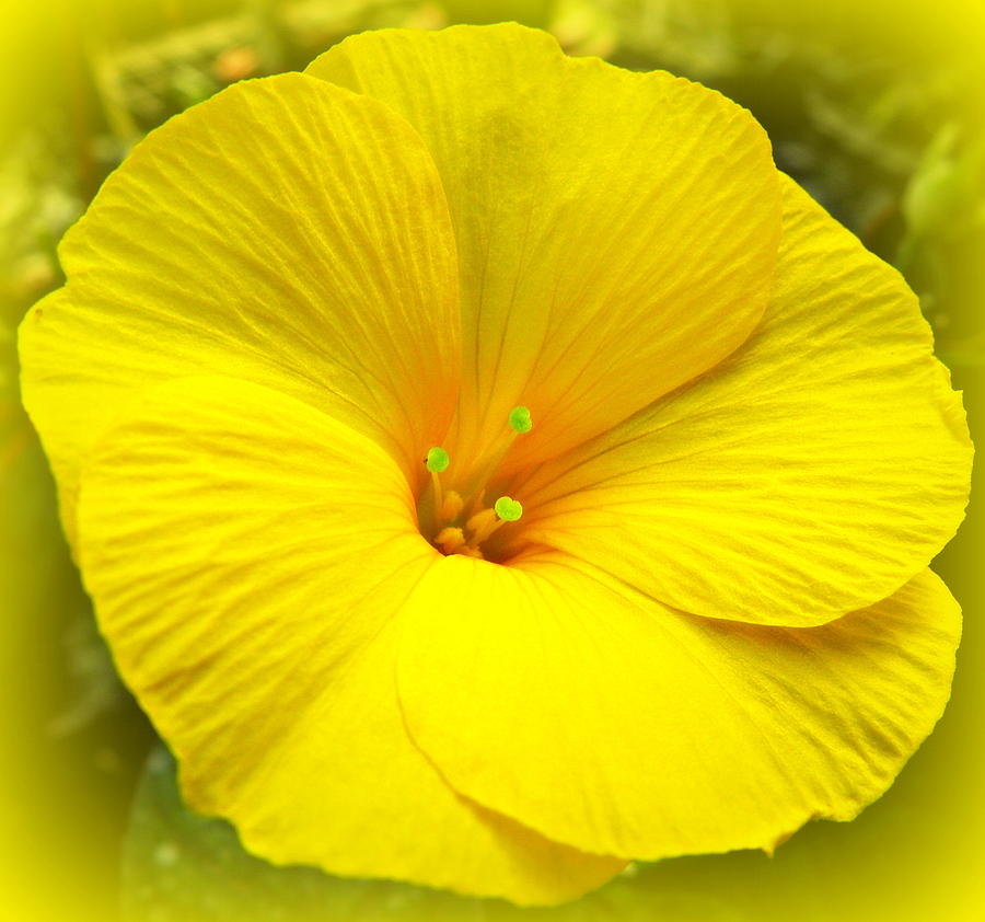 Blooming Yellow Photograph by Kim Galluzzo