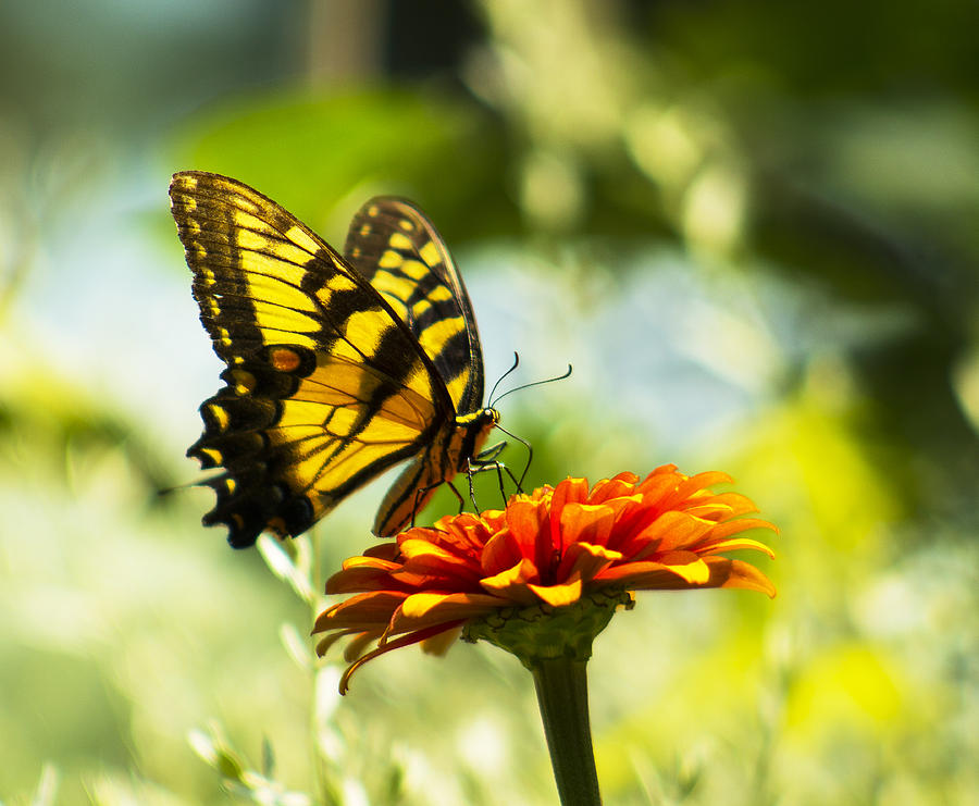 Blooms and Butterfly Photograph by Phoenics Dreams - Pixels