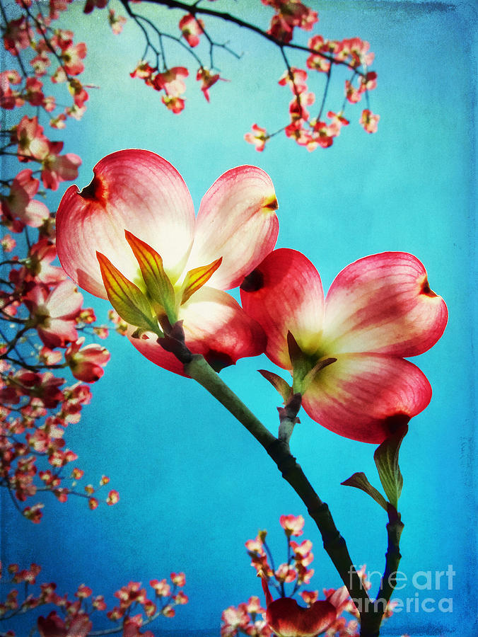 Easter Photograph - Blooms of the Dogwood by Darren Fisher