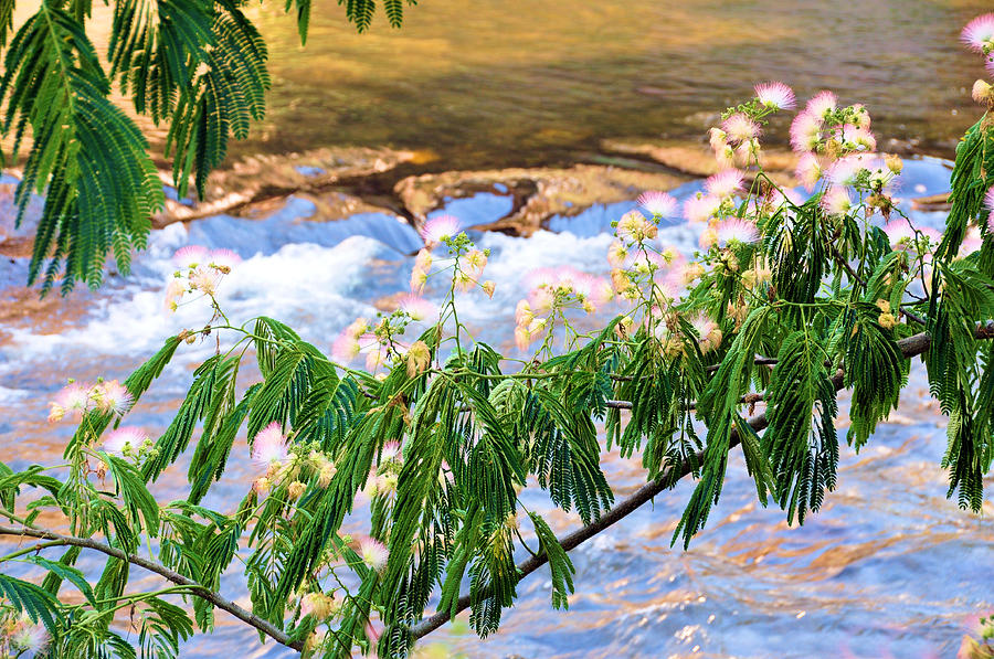 Tree Photograph - Blooms Over The River by Jan Amiss Photography