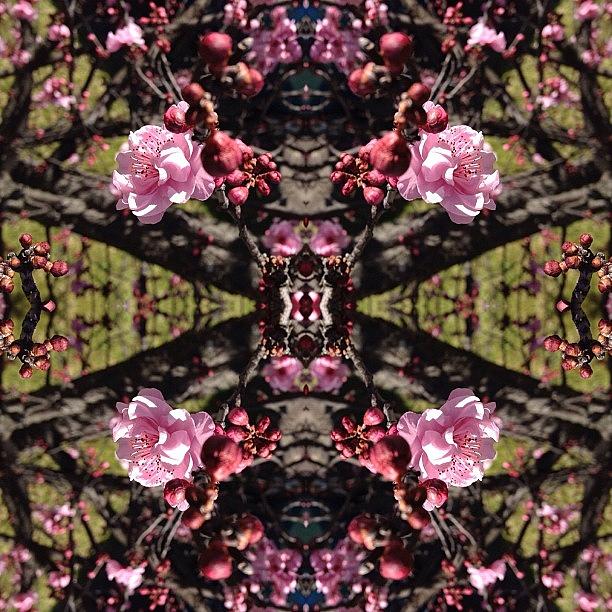 Blossom Abstract Photograph by Alexandra McCormick