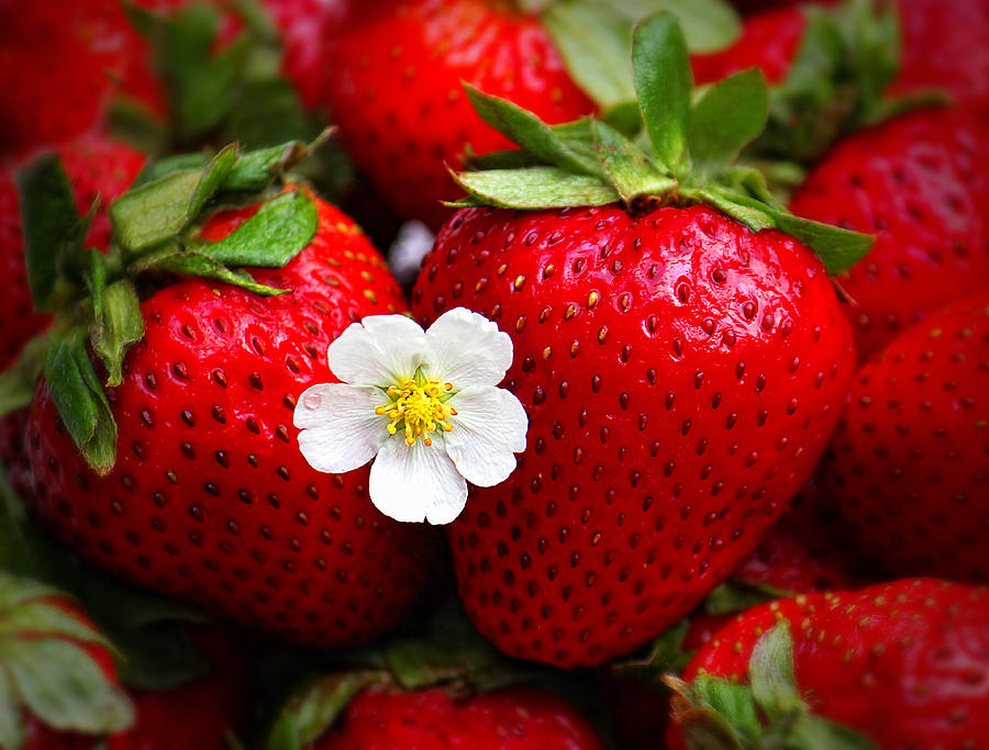 Blossom Among Strawberries Photograph by Tracie Schiebel