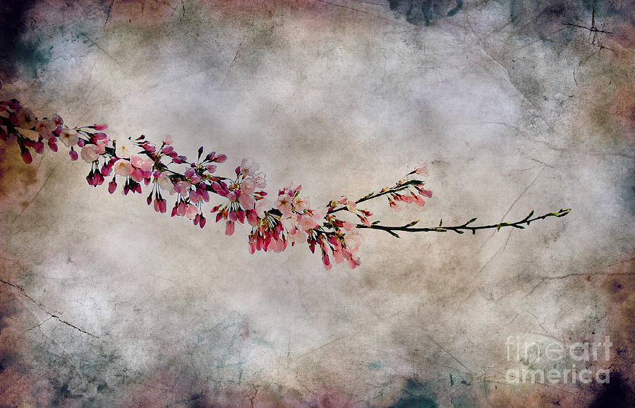 Blossom Branch Photograph by Elaine Manley