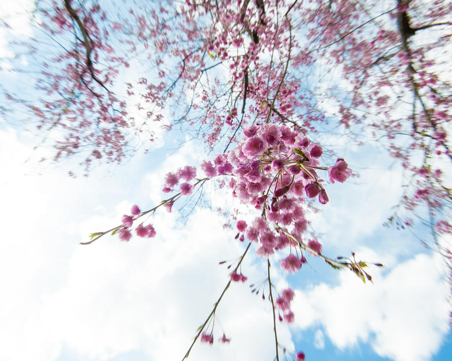 Blossom Breeze Photograph by Jenn Alton - Fine Art America