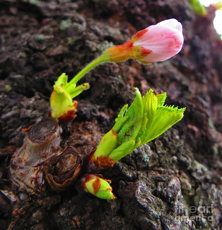 Blossom Buds Photograph by Rrrose Pix - Pixels